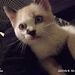 Profile Picture of Sofia Ambrosio Alvarez (@2821049535alv) on Pinterest