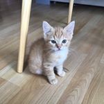 Profile Picture of Anne Groht (@annegroht) on Instagram