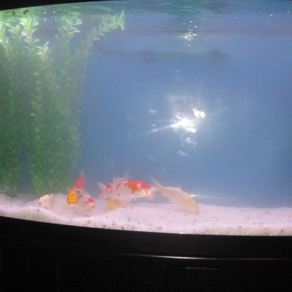 Profile Picture of Yongming Liao (@yml1782) on Poshmark