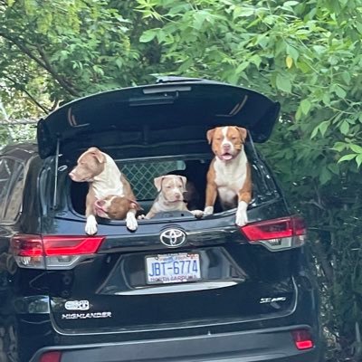 Profile Picture of Lisa Rabbit (@LisaRabbit2) on Twitter