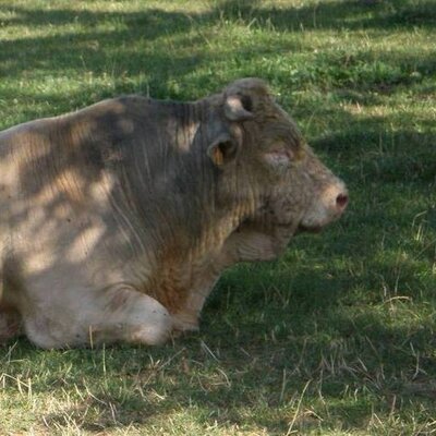 Profile Picture of Thomas-Pierre Gerard (@TPhGerard) on Twitter