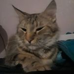 Profile Picture of joseph ledesma (@josephledesma2) on Instagram