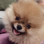 Profile Picture of Pamerian (@ruby_daily_bahar) on Instagram