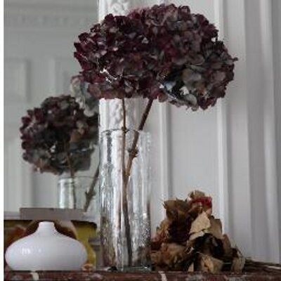 Profile Picture of Louise Fuchs (@LouisTheFuchs) on Twitter