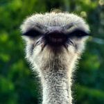 Profile Picture of _Jason_yanni_13556 (@yanniundjason) on Instagram