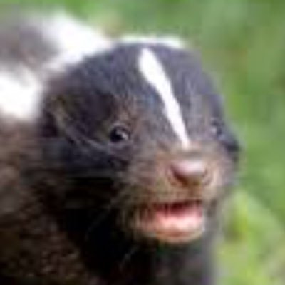 Profile Picture of Honey Badger (@Gabriel79184922) on Twitter