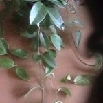 Profile Picture of Carrie Liz Colvin (@carrielizcolvin) on Instagram