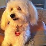 Profile Picture of Deborah Bowers Conigliaro (@maymetofaf2019) on Instagram