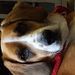Profile Picture of Kali Wright (@pigsrturkeys) on Pinterest