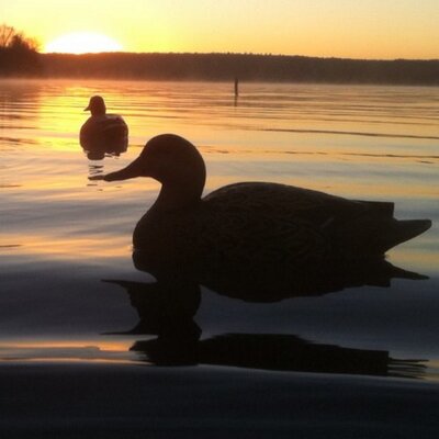 Profile Picture of Dustin Williams (@will_a_duck) on Twitter