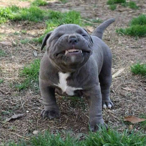 Profile Picture of Mike Zavala (@mikezpig1) on Poshmark