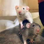Profile Picture of Дарина Старкова (@darina.stark) on Instagram