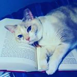 Caitlin Stern - Instagram Profile Picture of Caitlin Stern (@cait.cats.books) on Instagram