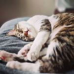 Profile Picture of Usman Sadiq (@usmansadiq981) on Instagram