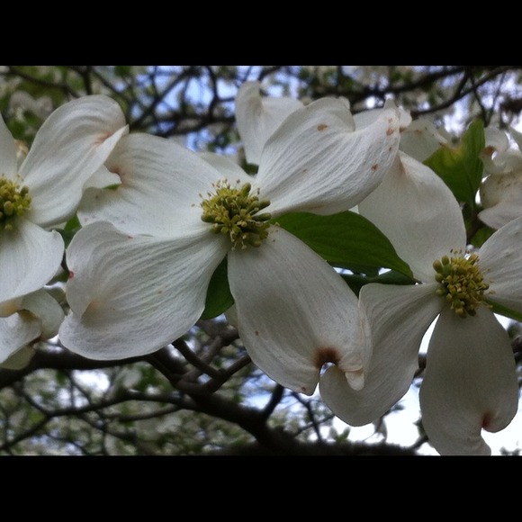 Profile Picture of Renee Knight (@naimascloset) on Poshmark