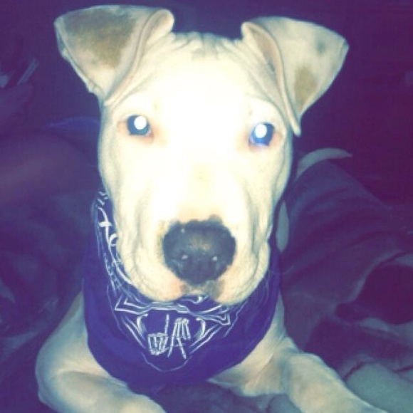 Profile Picture of Pablo Tomas (@pablotomas_69) on Poshmark