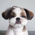 Profile Picture of 희둥🐶 2013.12.03 (@hee.doong) on Instagram