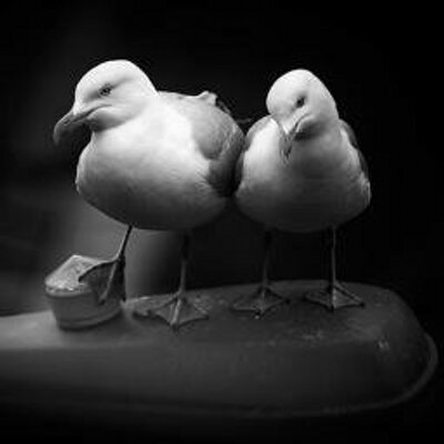 Profile Picture of Sea_Gull (@Devon_Gull) on Twitter