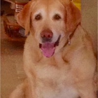 Profile Picture of Peter Lopes (@peter-lopes-6) on Quora