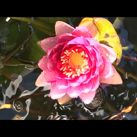 Profile Picture of Tina Bottone (@bottonett1) on Poshmark