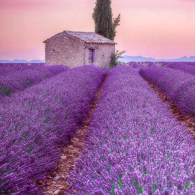 Profile Picture of reeveslawrence6 (@reeveslawrence6) on Tiktok