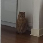 Profile Picture of Jessica Hamberger (@jessicahamberger) on Instagram