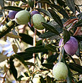 Profile Picture of Oliveon Wikipedia
