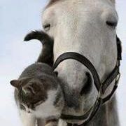 Profile Picture of Mitzi Withrow (@mwithro) on Pinterest