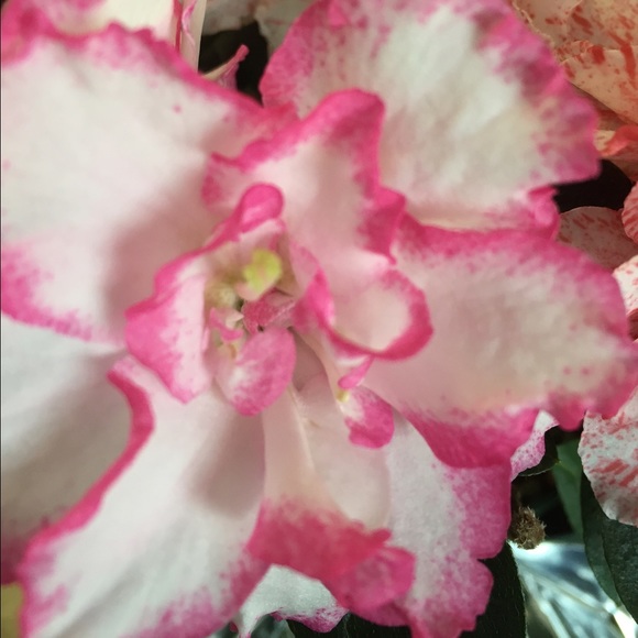 Profile Picture of Vanessa Savedra (@vanessals15) on Poshmark