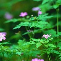 Profile Picture of Marjorie Thomas (@marjorie-thomas-7) on Quora