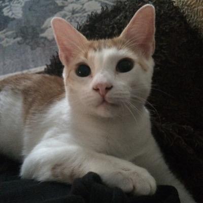 Profile Picture of Tammy McDowell (@TammyMcDowell20) on Twitter