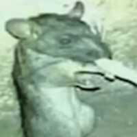 Profile Picture of Matthew Bonner (@matthew-bonner-46) on Quora