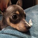 Profile Picture of 𝐑𝐢𝐜𝐡𝐚𝐫𝐝 (@richard_dooog) on Instagram
