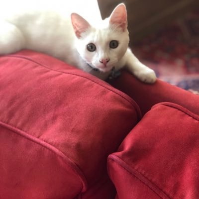 Profile Picture of Catfay (@CatherineFay4) on Twitter