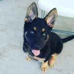 Profile Picture of Max (@max_shepard2016) on Instagram