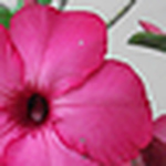 Profile Picture of Robin Paul (@mrpaul2011) on Flickr