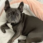 Profile Picture of Aubi Irons Azarnoush (@aubithefrenchie) on Instagram
