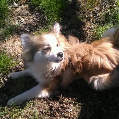 Profile Picture of Dr. Daniel Little Bear Nez (@w9fed) on Twitter