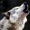 Profile Picture of Bobbie vickers (@@bobbievickers) on Tiktok