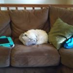 Profile Picture of David Gaughan (@chaseisabotatfortnite) on Instagram