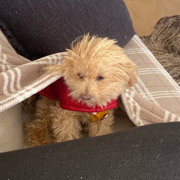 Profile Picture of Samara Mcsweeny (@samara1212_) on Poshmark