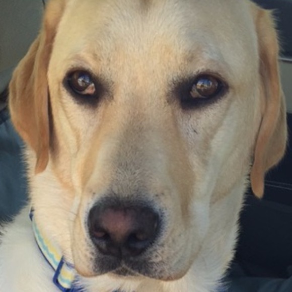 Profile Picture of Michelle Kreutzberg (@mkreutzb) on Poshmark