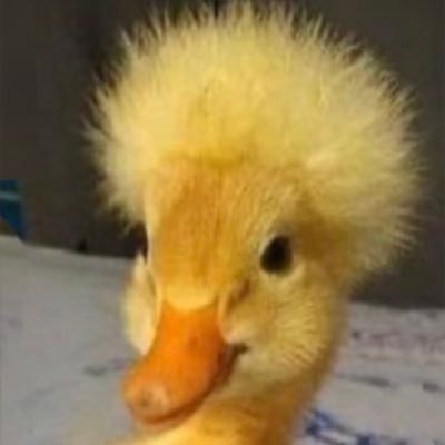 Profile Picture of Maddy Hailey (@MaddyHailey1) on Twitter