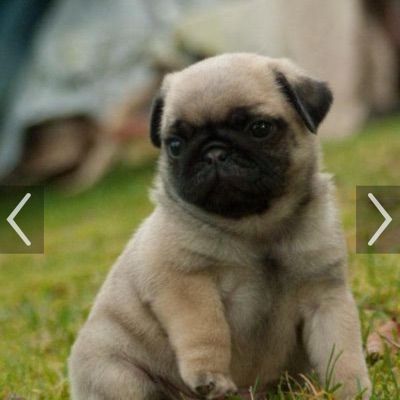 Profile Picture of Georgiamaesykes (@georgiaspig) on Tiktok