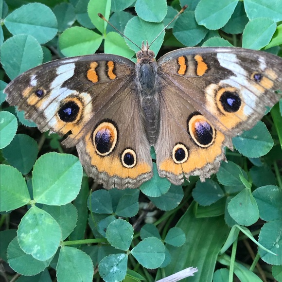 Profile Picture of Michael Trenholm (@jcrockett1031) on Poshmark