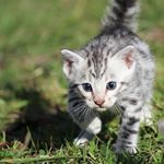 Profile Picture of Rose Des Sables (@outback_saphirsdelune) on Instagram