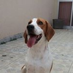 Profile Picture of Bob Beagle (@bob.beagle) on Instagram