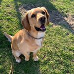 Profile Picture of Beau Bryant (@beauu.the.dog) on Instagram