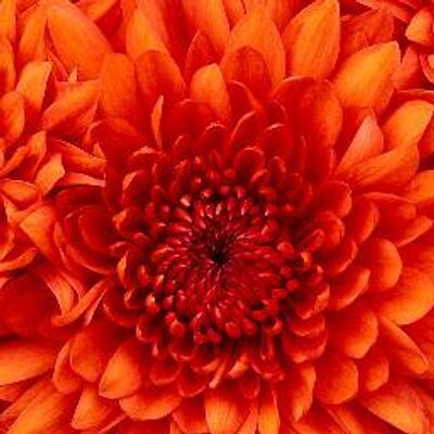 Profile Picture of Stephanie Amend (@stephamend) on Twitter