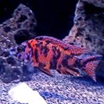 Profile Picture of Ron Ryan (@northwest_cichlids) on Instagram